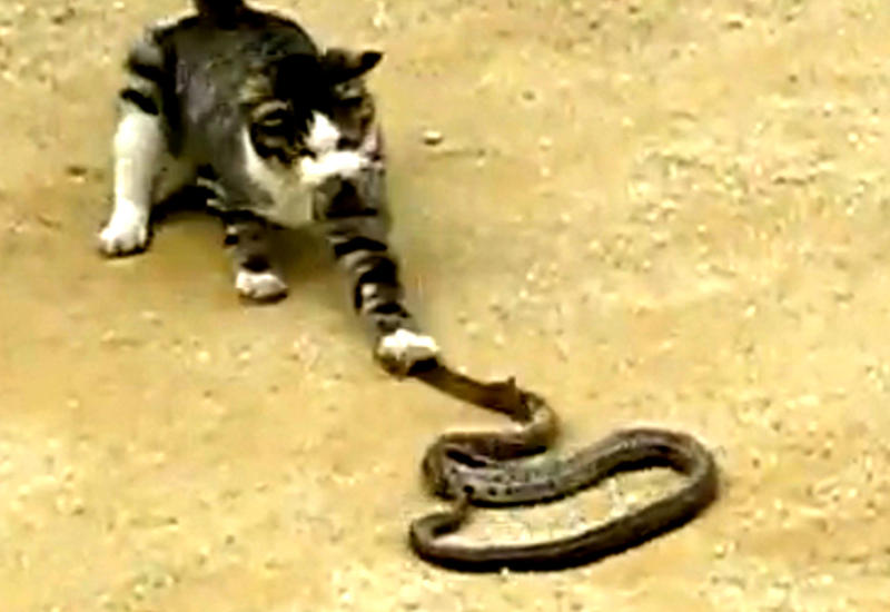 Бесстрашный кот вступил в бой против змеи