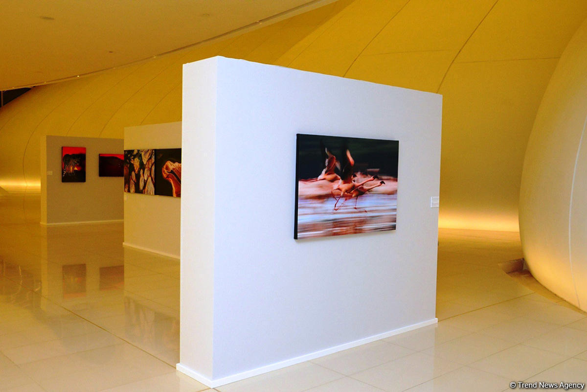 В Центре Гейдара Алиева представлены кадры с выставки фотографа Тео Аллофса