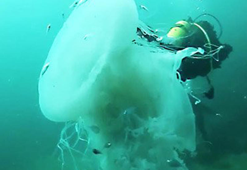 Дайверы обнаружили редкую гигантскую медузу