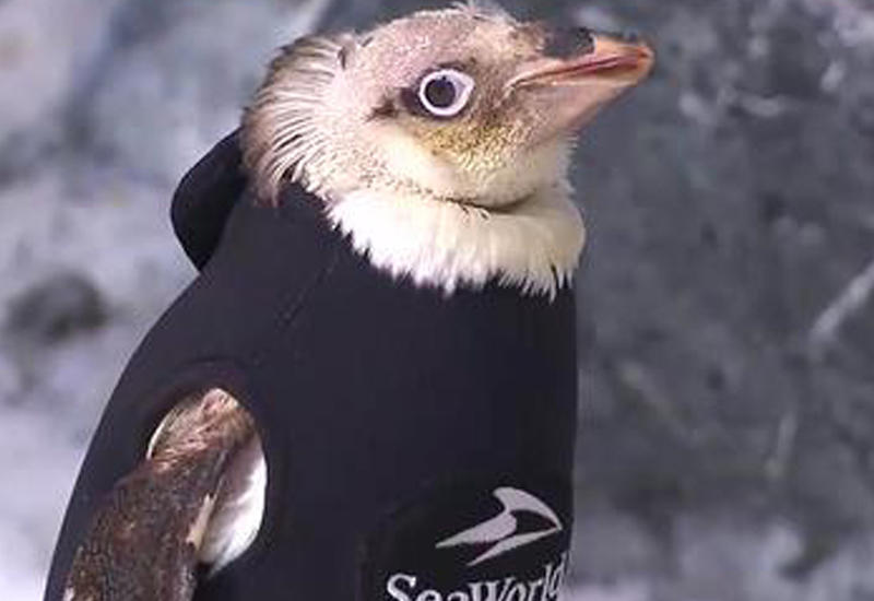 Люди спасли пингвина от неминуемой смерти невероятным способом