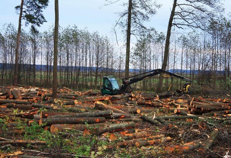 В Азербайджане ужесточат наказание за вырубку лесов