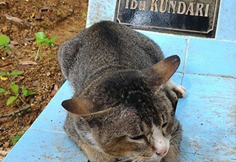 В Индонезии кот больше года живет у могилы умершей хозяйки