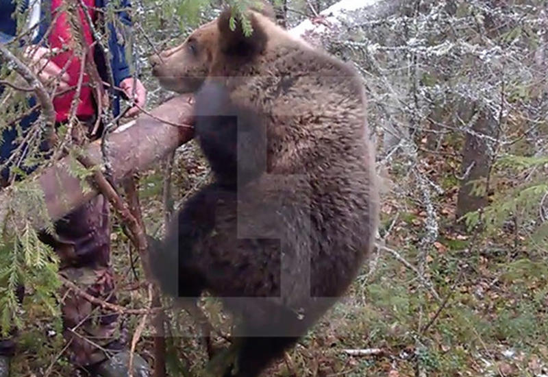 Охотники спасли плачущего медвежонка, попавшего в ловушку