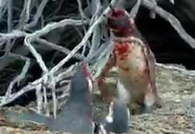 Кровавая схватка пингвинов ужаснула пользователей Сети