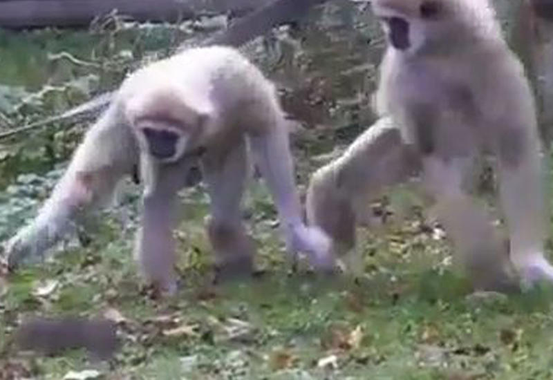 Человеческая реакция обезьяны в британском зоопарке