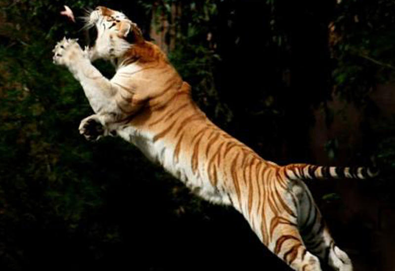 Напряженные кадры охоты тигра за обезьяной