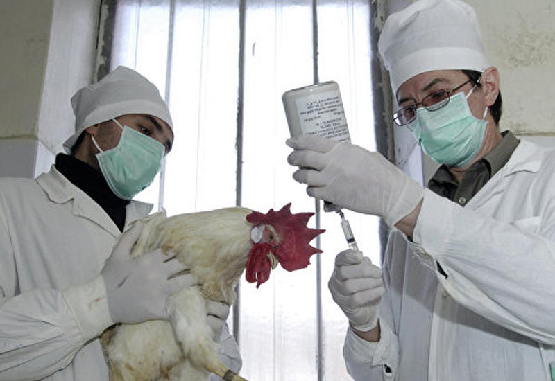 В Австрии подтвердились сообщения о птичьем гриппе