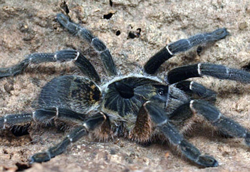Гигантский паук напал на туристов в лесу