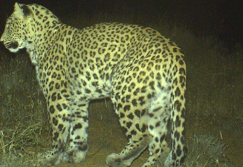 В Азербайджане родились детеныши леопарда