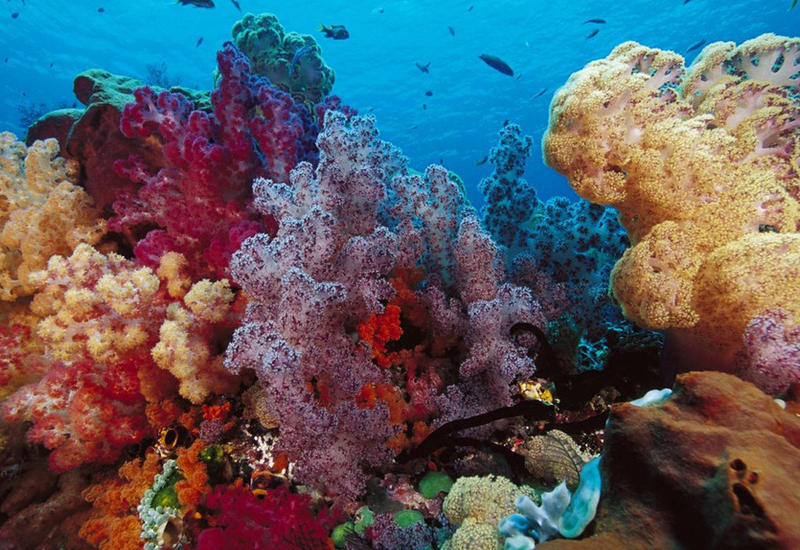 Ученые зафиксировали самую масштабную гибель кораллов
