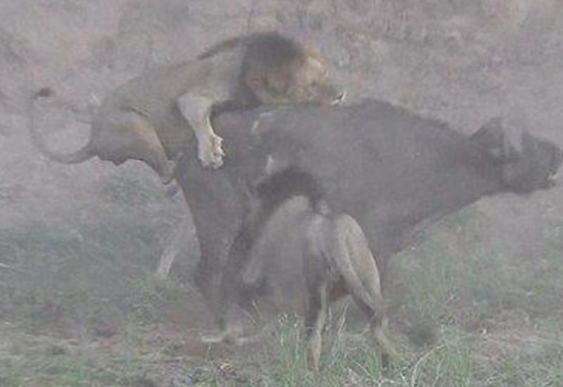 Жестокая схватка хищников с буйволом