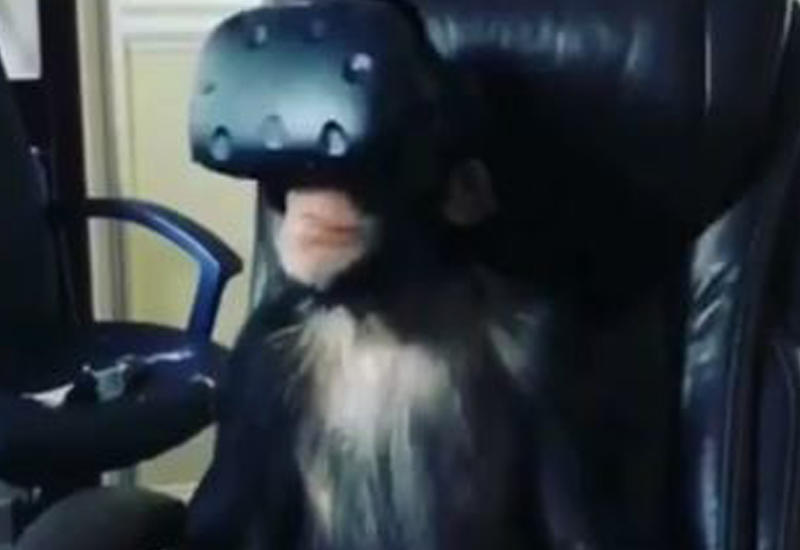 Шимпанзе тестирует шлем виртуальной реальности
