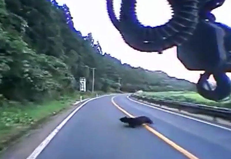 Yaponiyada yola çıxan ayını kran vurdu