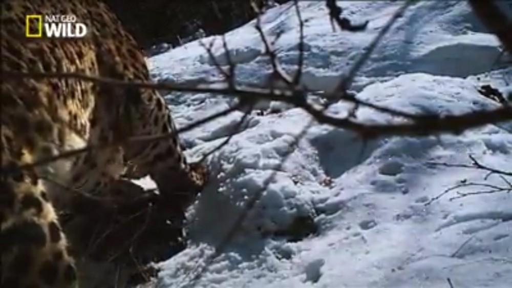 На телеканале "Nat Geo Wild" показана передача о леопардах в Азербайджане