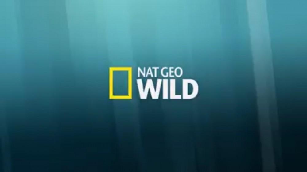 На телеканале "Nat Geo Wild" показана передача о леопардах в Азербайджане