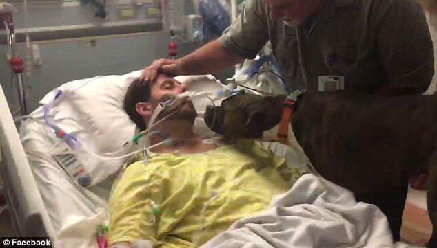 Душераздирающее видео прощания собаки с умирающим хозяином