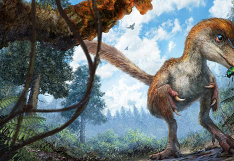 Ученые нашли хвост динозавра, покрытый перьями