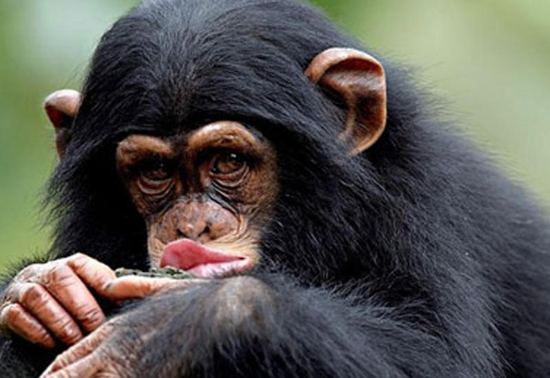 Ученые сымитировали речь обезьян