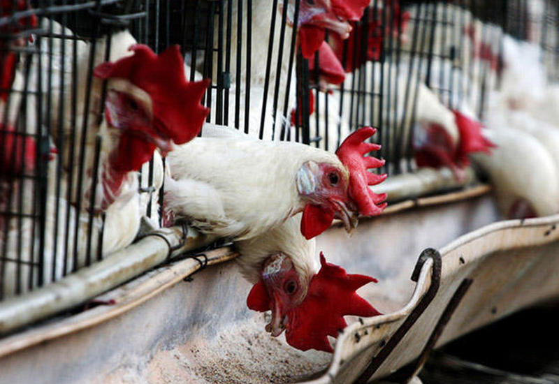 В Южной Корее ликвидировано почти 22 млн птиц из-за птичьего гриппа