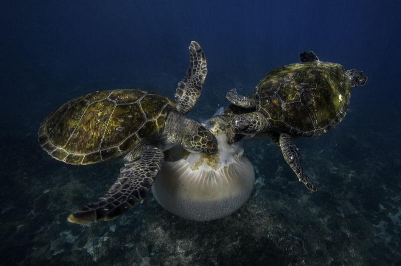 Победители фотоконкурса National Geographic Nature Photographer of the Year 2016