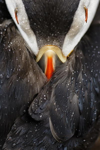 Победители фотоконкурса National Geographic Nature Photographer of the Year 2016