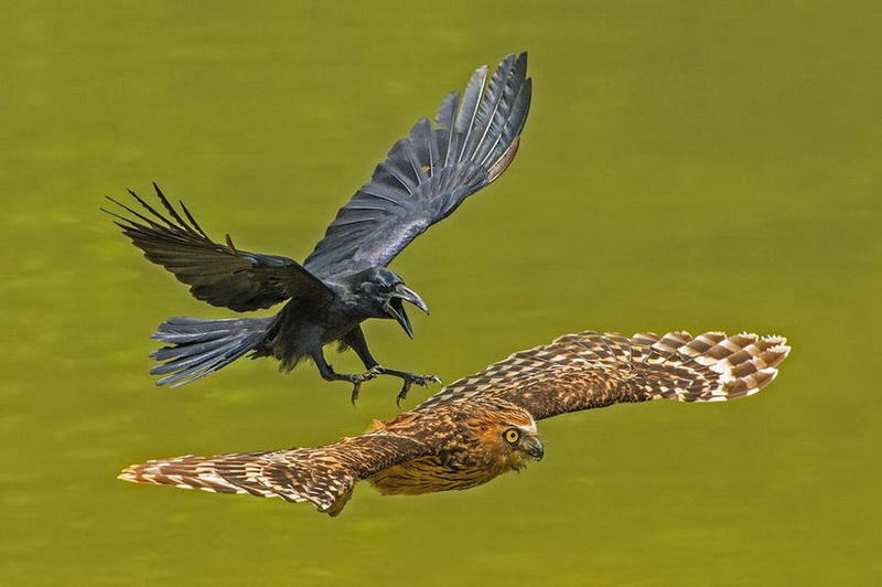 Победители фотоконкурса National Geographic Nature Photographer of the Year 2016