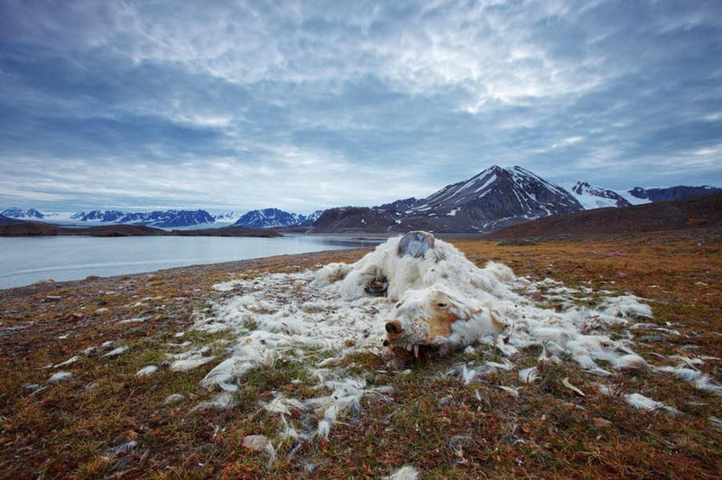 Победители фотоконкурса National Geographic Nature Photographer of the Year 2016