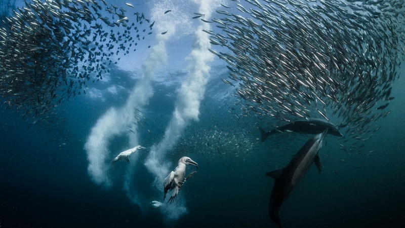 Победители фотоконкурса National Geographic Nature Photographer of the Year 2016