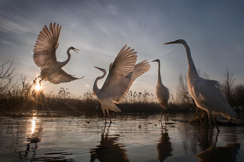 Победители фотоконкурса National Geographic Nature Photographer of the Year 2016