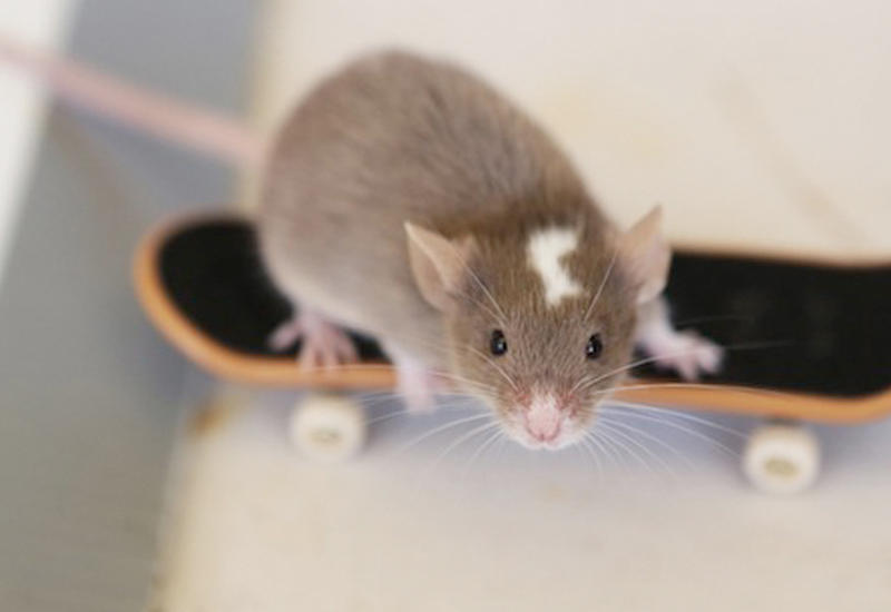 Австралиец научил мышей кататься на скейтборде
