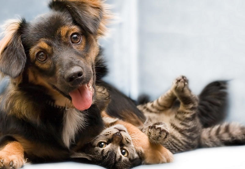 Вниманию владельцев кошек и собак