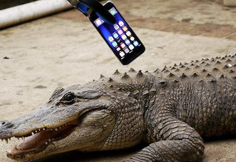 Что случается, когда крокодил кусает iPhone 7