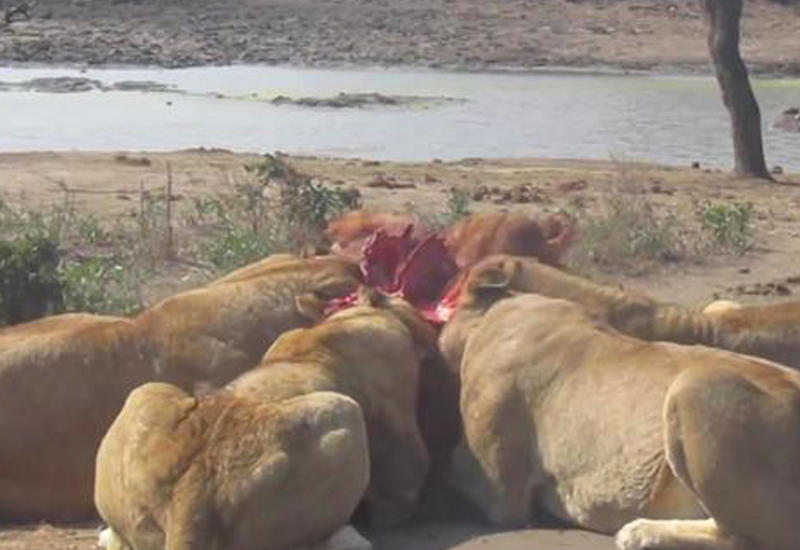 Львиное семейство растерзало антилопу на глазах у туристов