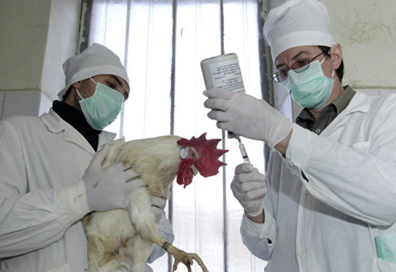 В Китае растет число заболевших птичьим гриппом