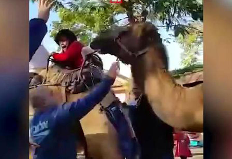 Верблюд укусил ребенка в сафари-парке Тель-Авива