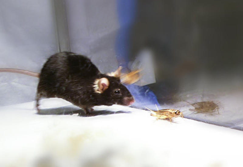 Ученые превратили мышь в агрессивного хищника