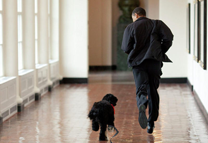 Собака Обамы покусала пришедшую в Белый дом девушку