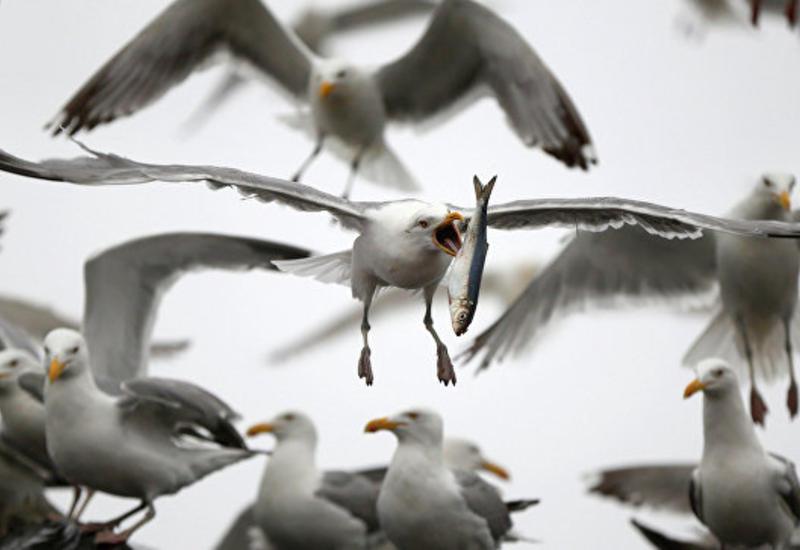 В США уничтожили 70 000 птиц ради обеспечения безопасности полетов