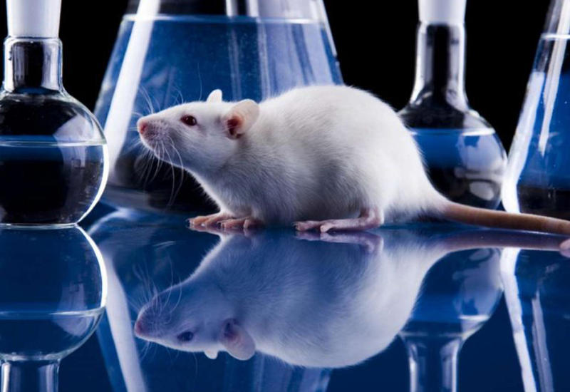 Ученые превратили мышь в безжалостного "зомби-убийцу"