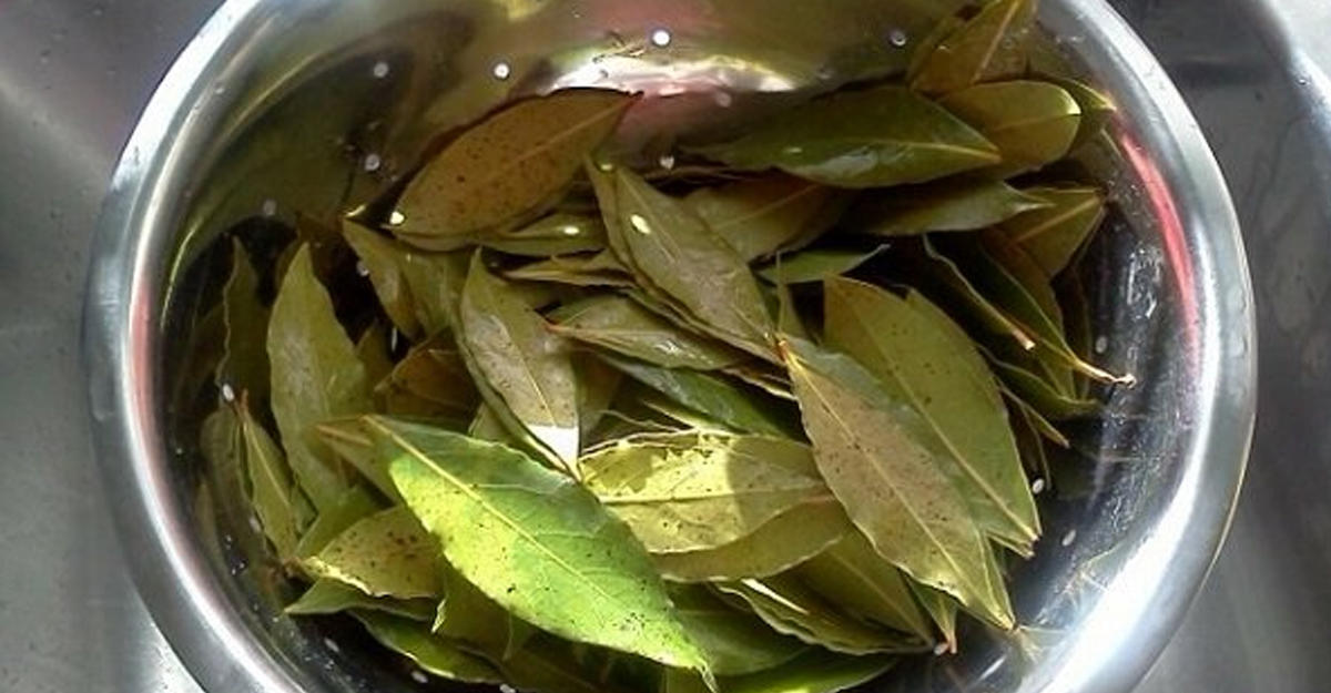 Как приготовить листья чая. Лавровый лист от гайморита. Отвар из лавровых листьев. Отвар лаврового листа. Отвар из лаврового листа.