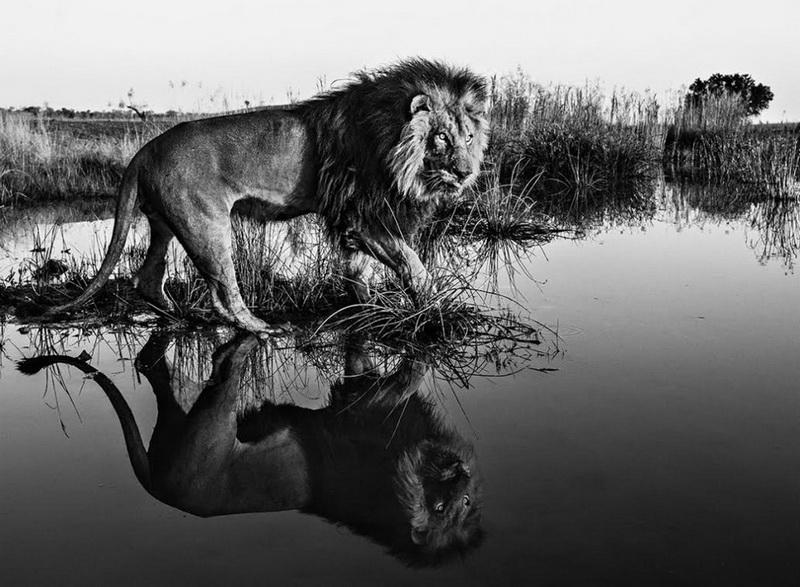 Самые опасные снимки дикой природы от Дэвида Ярроу