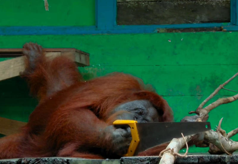 Вот как дикая самка орангутана пользуется одноручной пилой