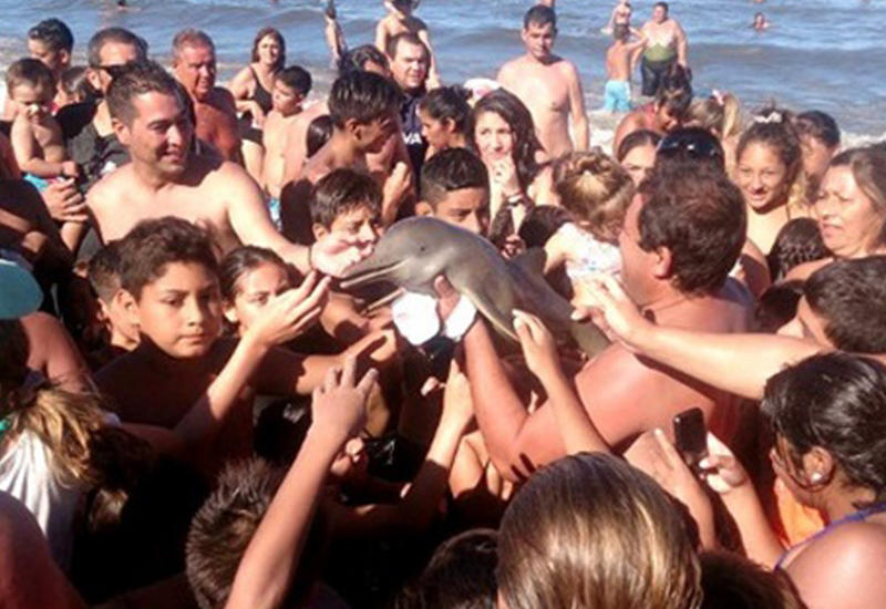 В Аргентине дельфинёнок умер от перегрева во время селфи с людьми