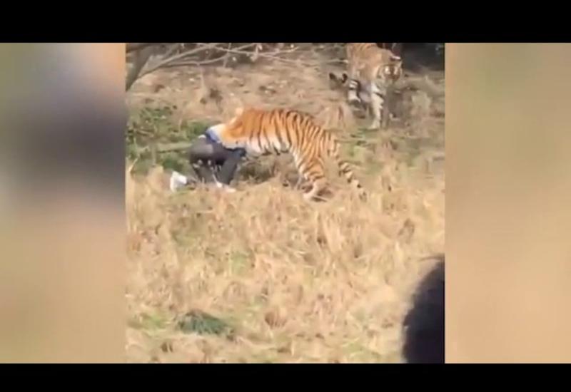 В китайском зоопарке тигр загрыз туриста насмерть