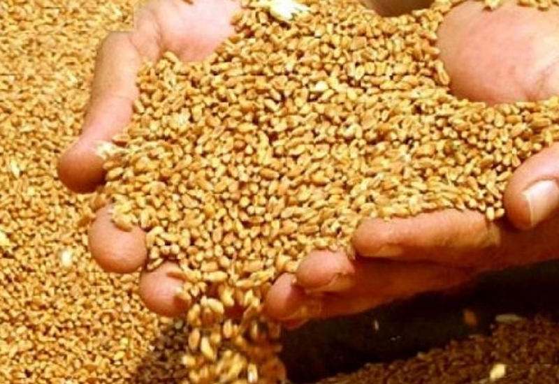 В Азербайджане начата закупка зерна для Зернового фонда