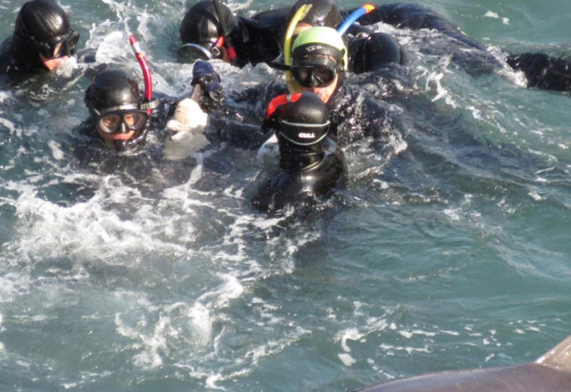 Мать пытается спасти дельфинёнка от водолазов-охотников