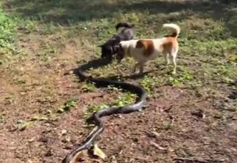 Собаки атакуют гигантскую кобру, спасая хозяина