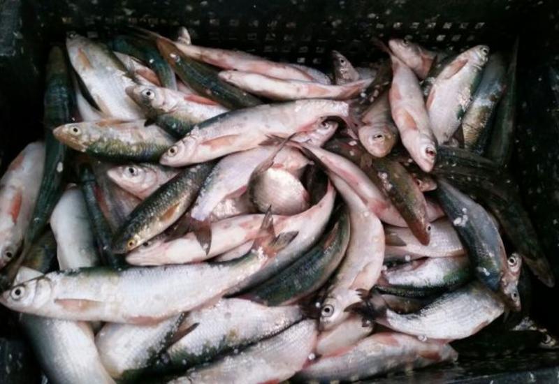 Минэкологии о незаконном вылове рыбы в Гызылагаджском заповеднике