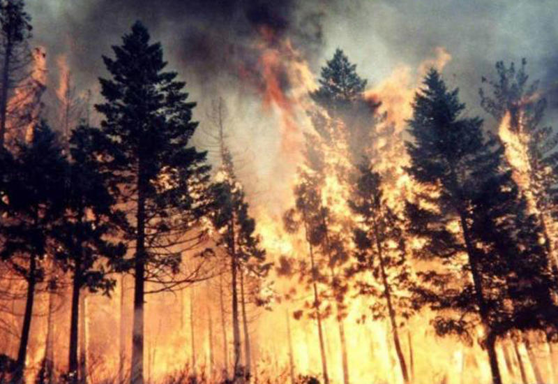 В Исмаиллы в лесу произошел пожар