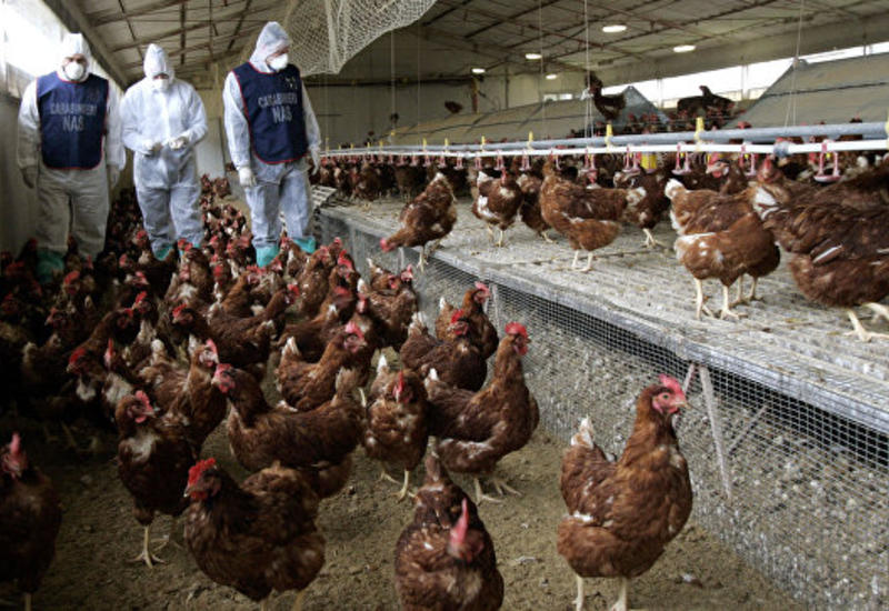В Китае новый случай заражения человека птичьим гриппом